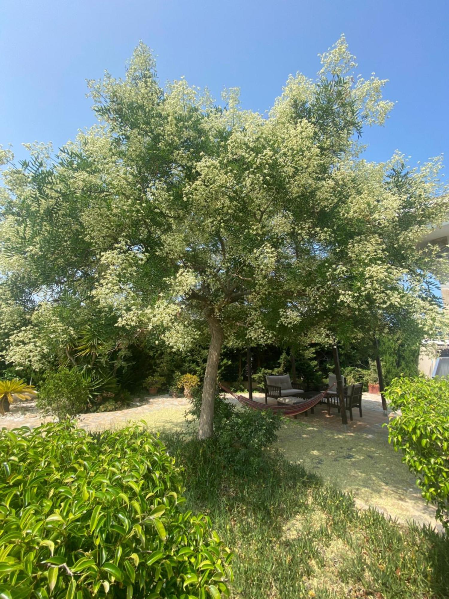 Villa Casa Lusentum Torrevieja Esterno foto